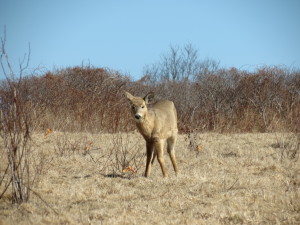 Deer_Sachuset